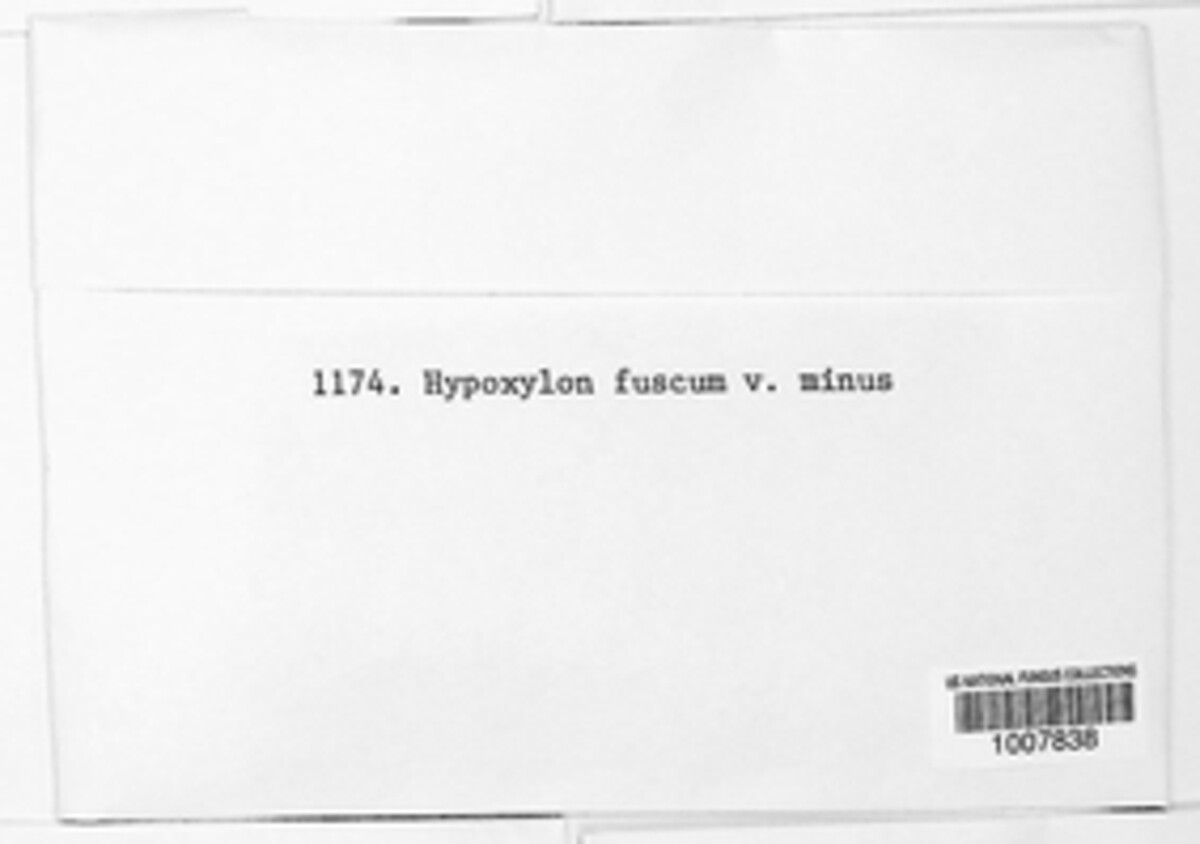 Hypoxylon fuscum image